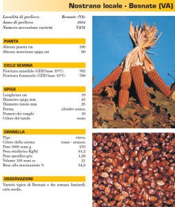 mais besnate regione lombardia polenta vitinsubria